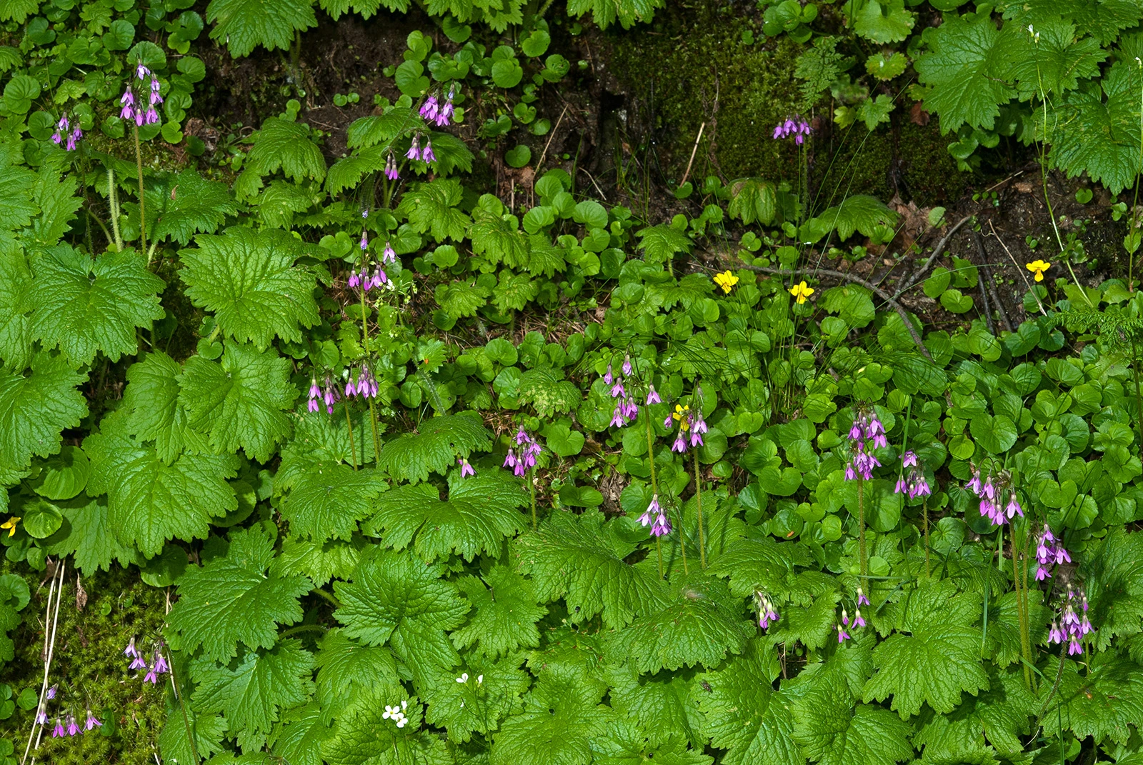 Photo Maurizio Broglio - Cortusa matthioli